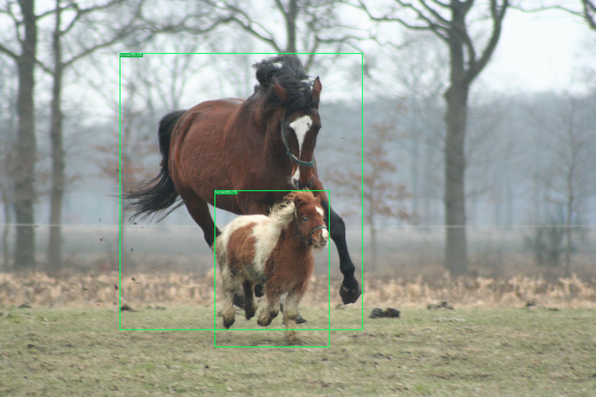 result-horse.jpg